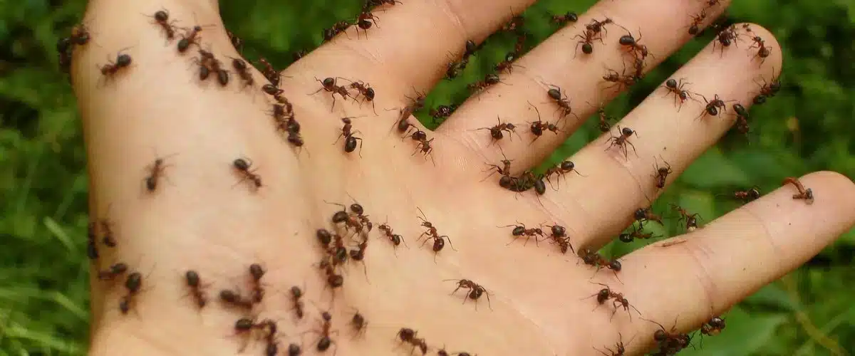 Fourmis envahissant une surface
