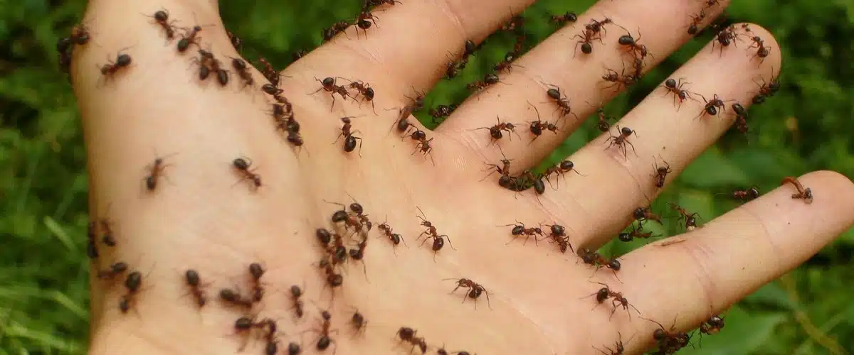 Fourmis explorant une surface