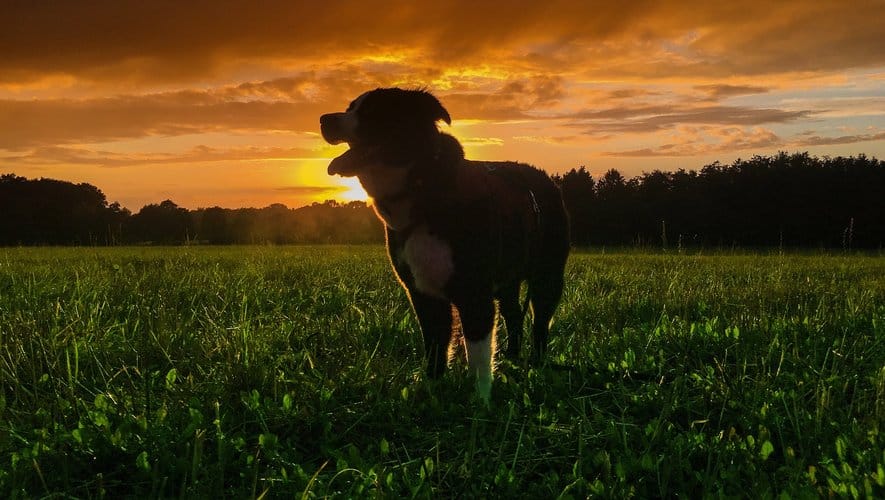 Animaux nocturnes