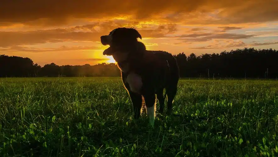 Animaux nocturnes