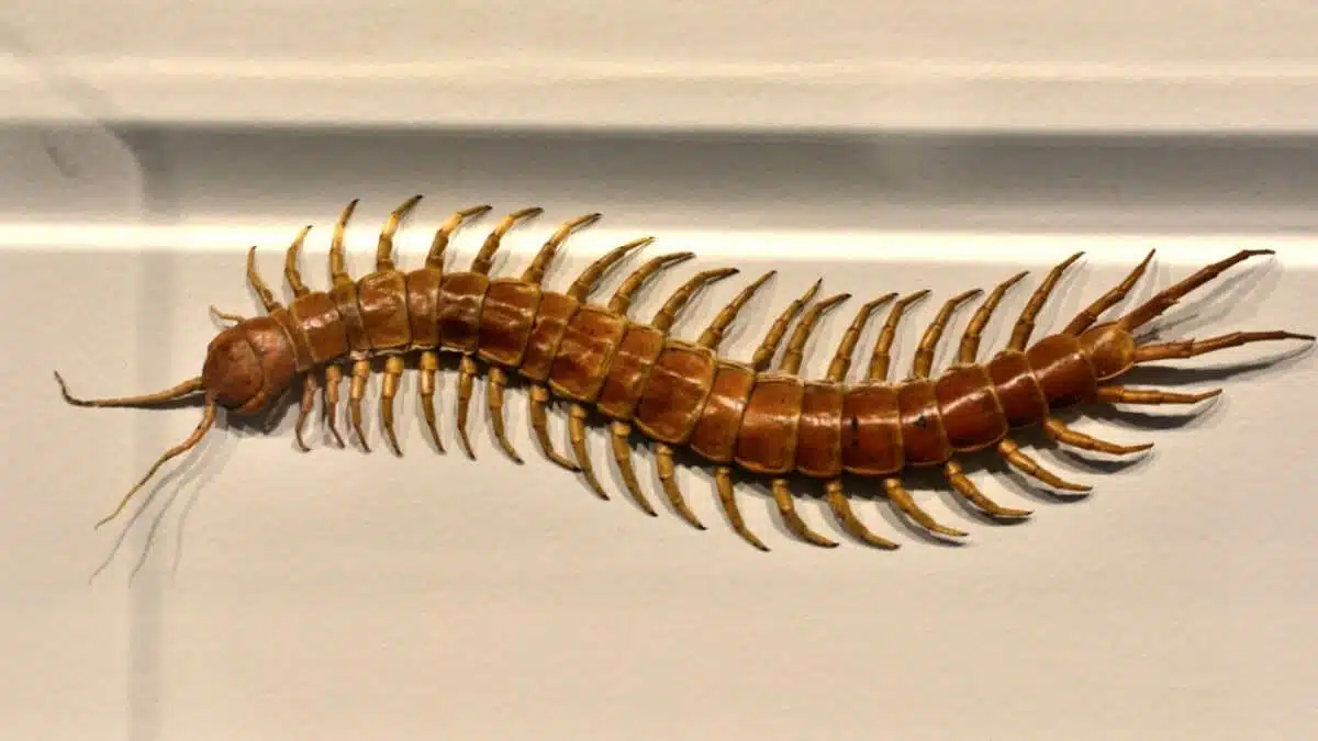 Mille-pattes se déplaçant dans une maison