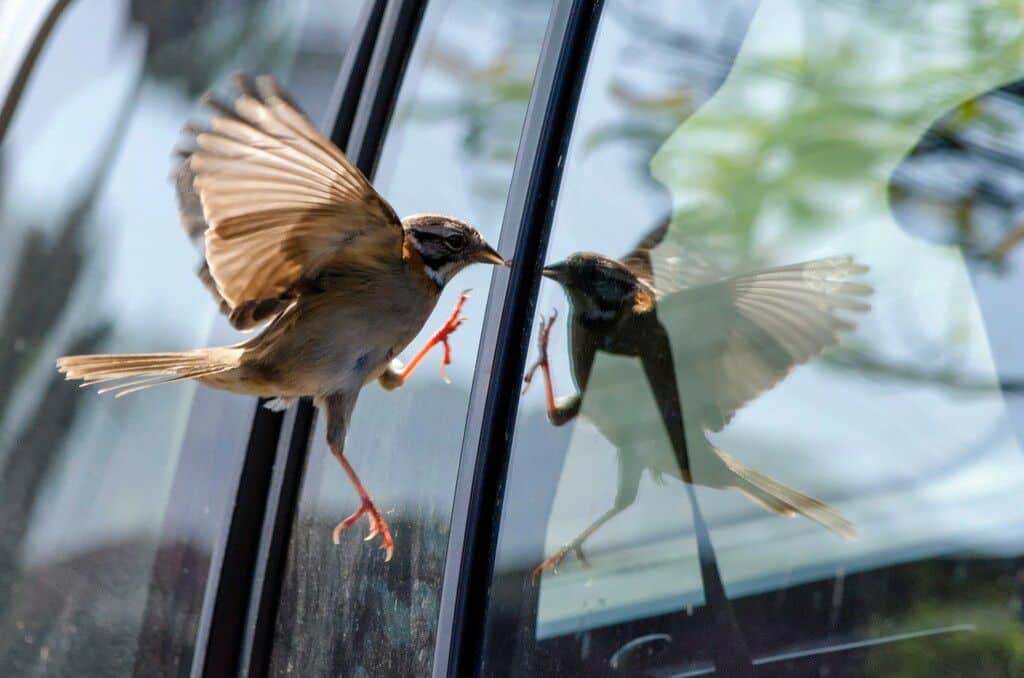 Oiseau observé depuis une fenêtre