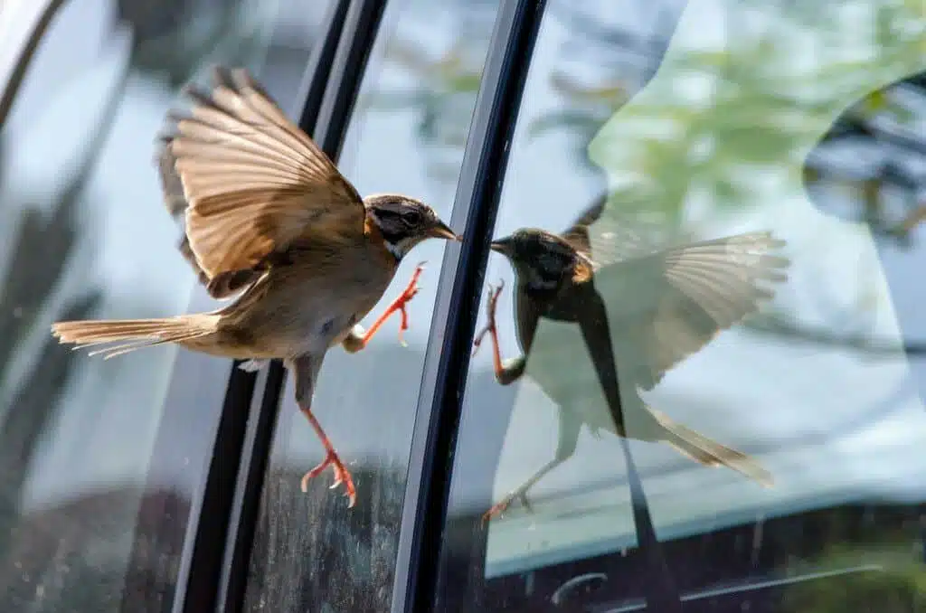Oiseau observé depuis une fenêtre