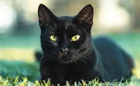 Chat noir observant l'horizon
