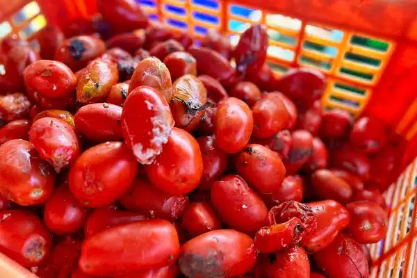 Préparation d'engrais maison avec des tomates