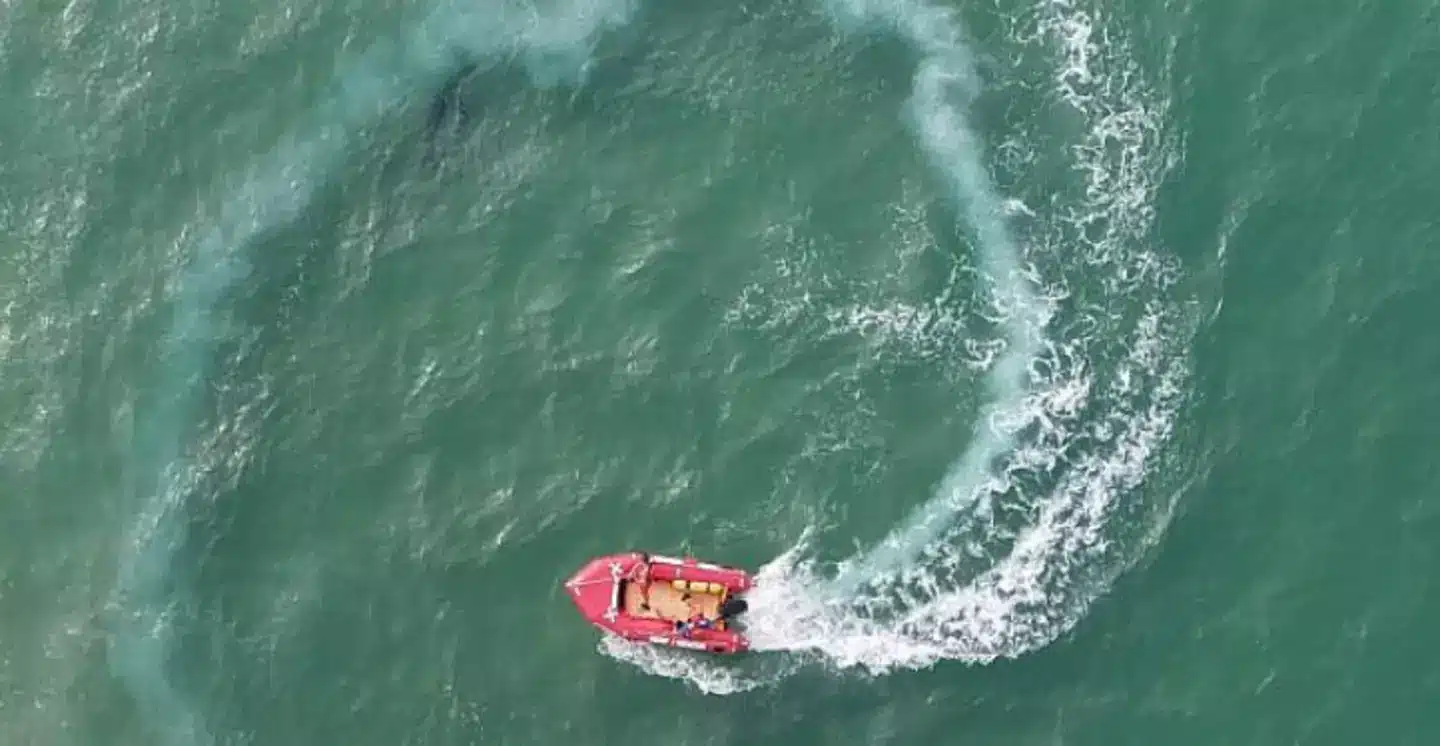 Détail de la photographie avec un cercle indiquant l'emplacement du requin