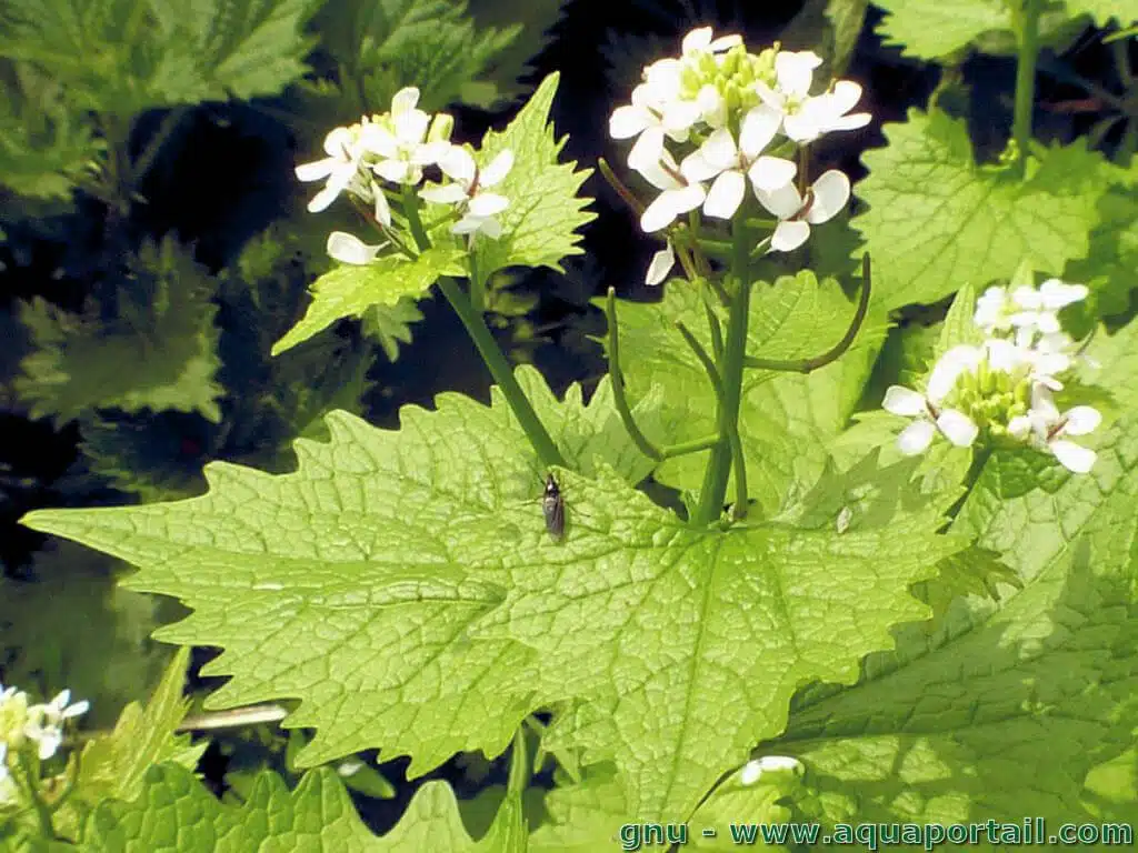 Fleurs d'alliaire officinale