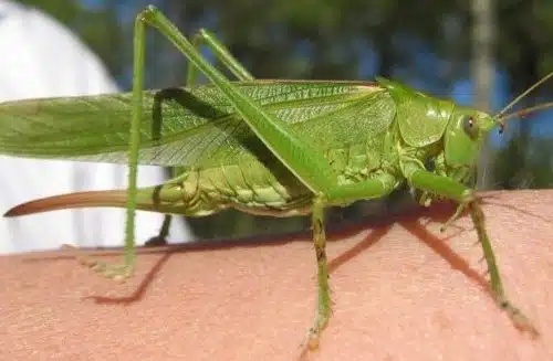 Femelle de grande sauterelle verte posée sur une feuille