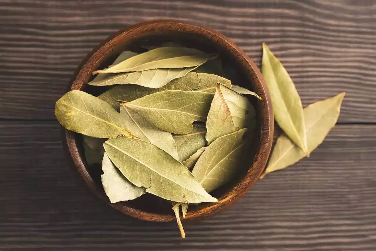 Feuilles de laurier fraîches