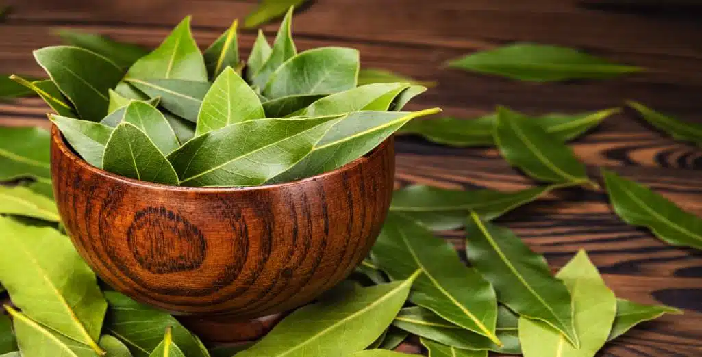 Feuilles de laurier comme répulsif naturel