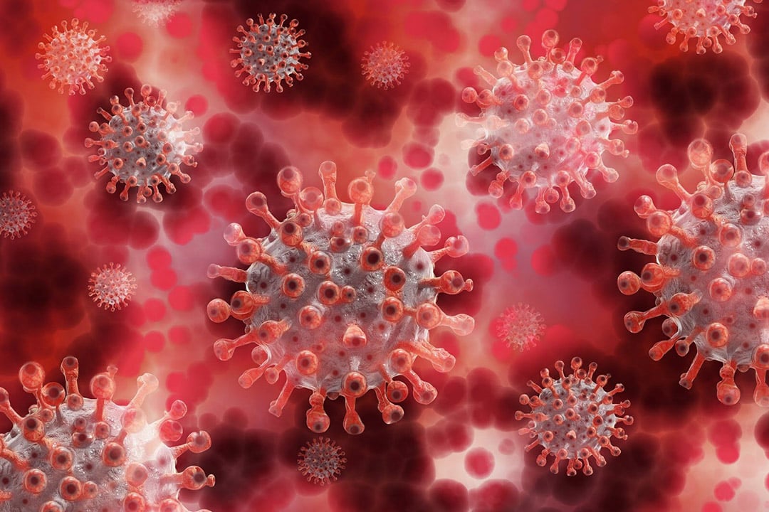 Globules rouges au microscope