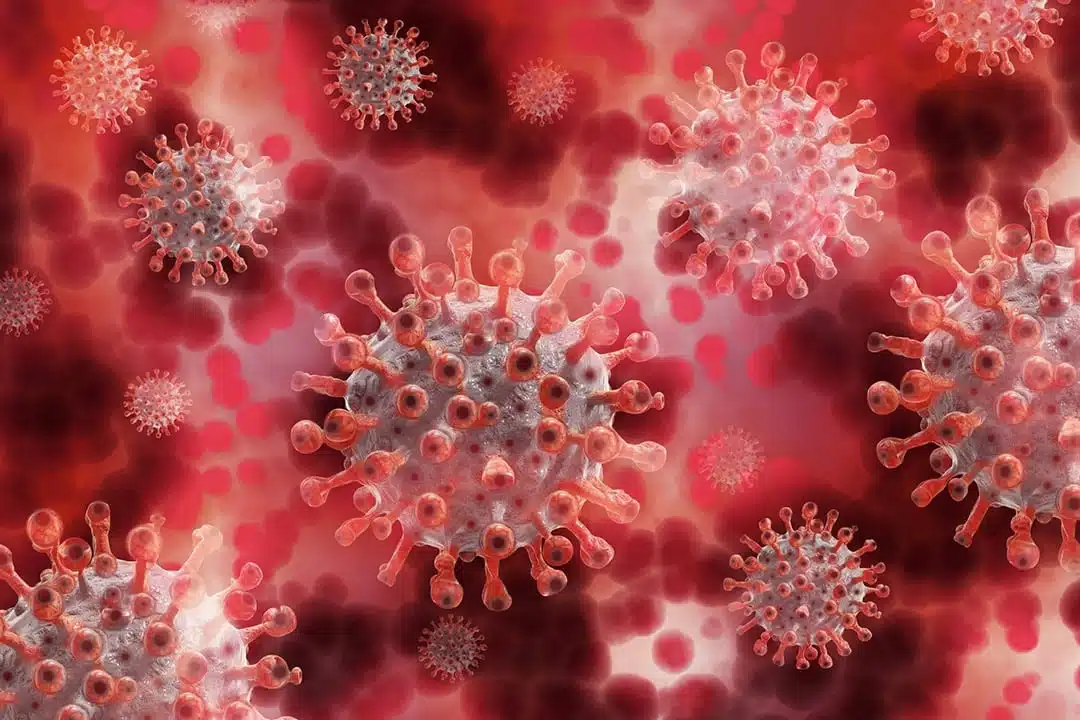 Globules rouges au microscope