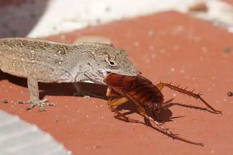 Gecko en train de capturer un cafard