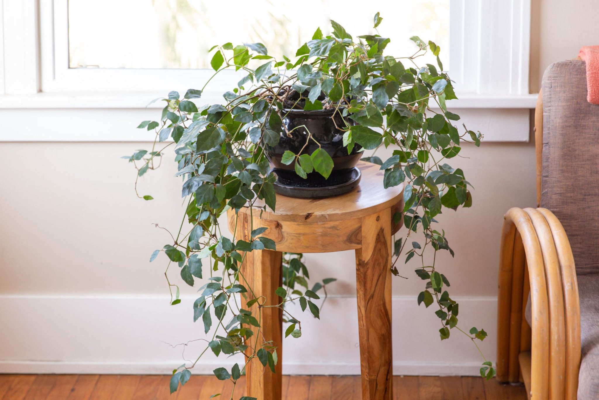 Plante d’intérieur 