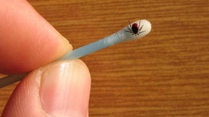 Matériel pour retirer une tique, dont une pince fine