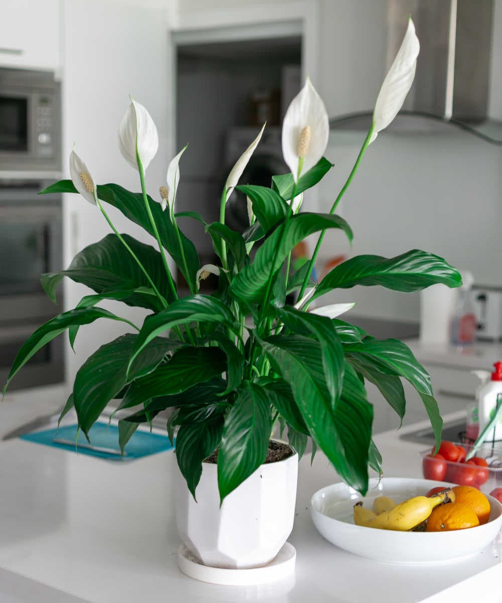 Fleurs blanches 
