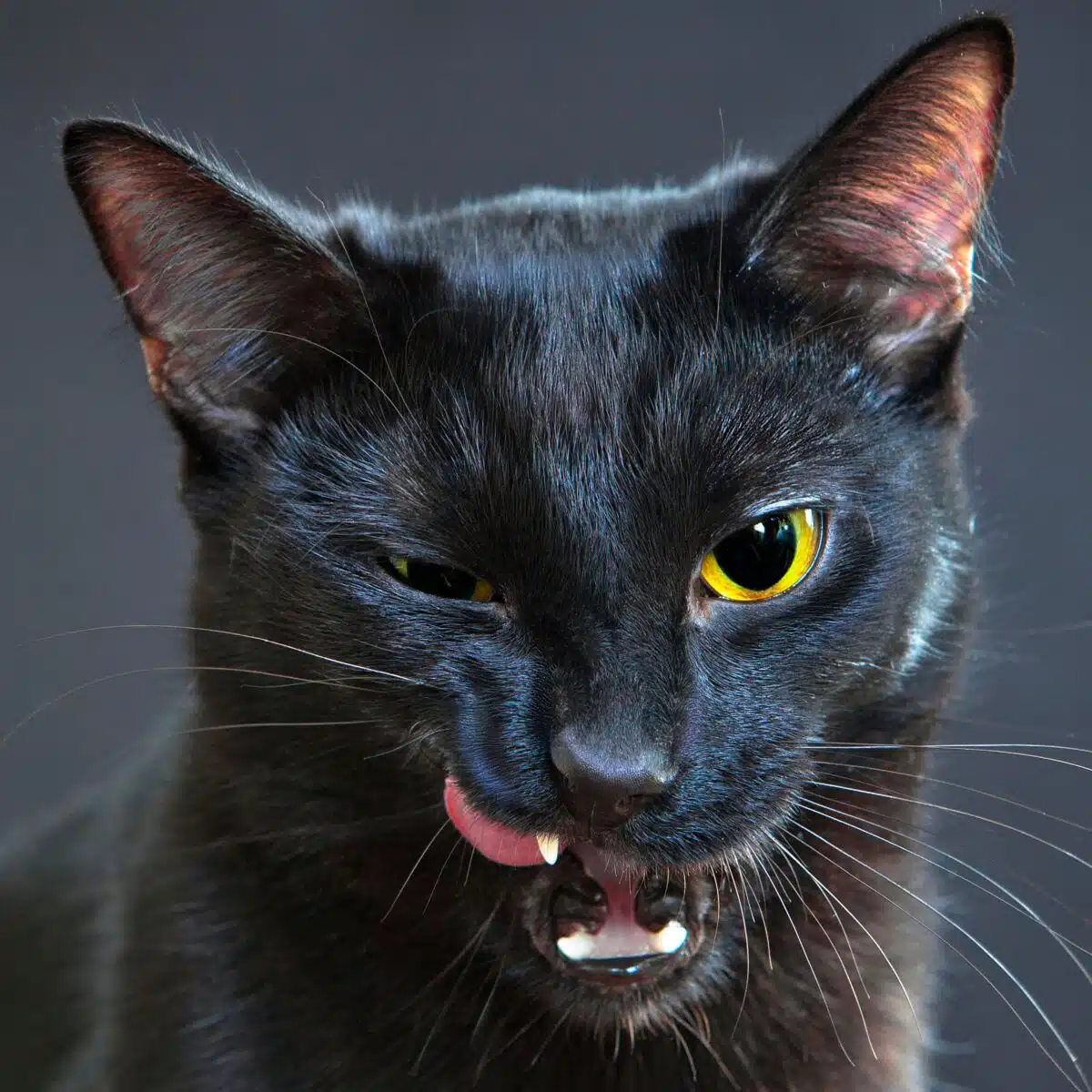 Chat noir intrigant