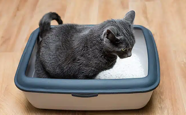 Bac à litière pour chat moderne