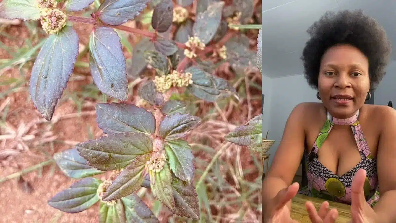 Femme préparant une infusion à base de plantes