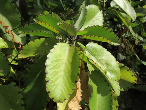 Préparation de remède au kalanchoé