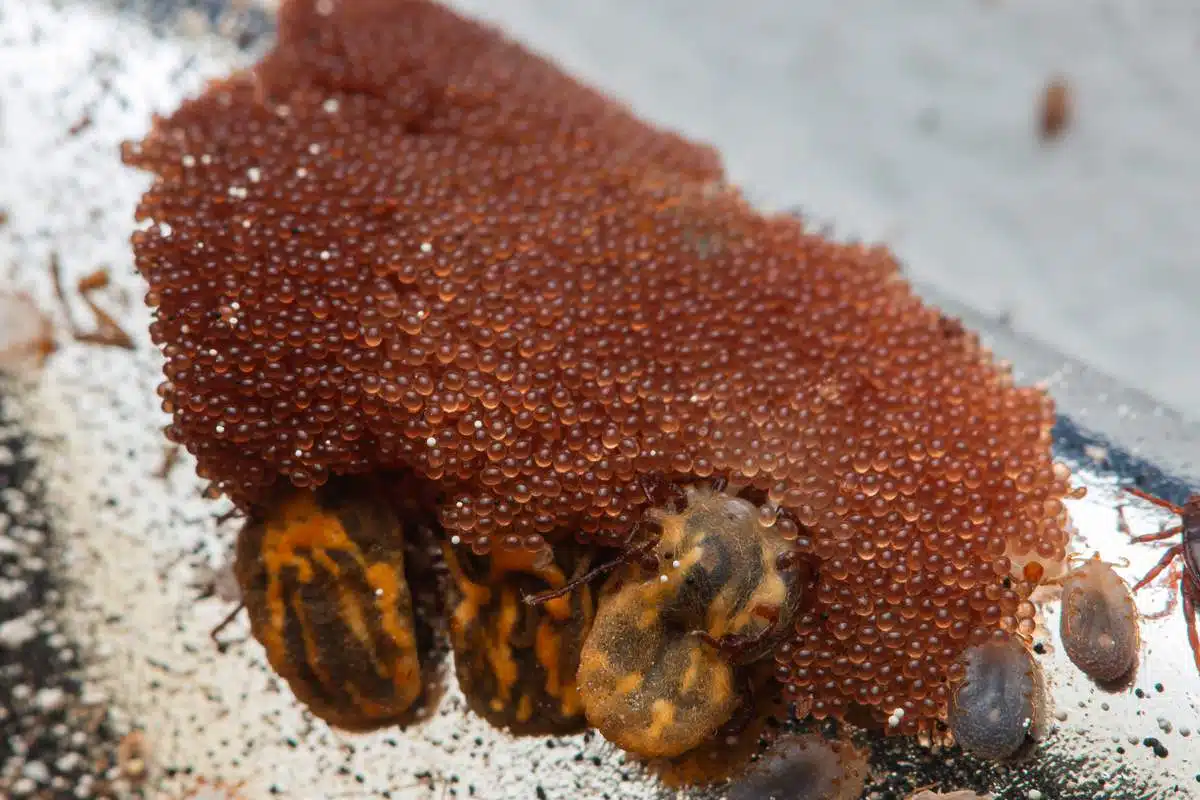 Œufs de tiques sur une feuille verte