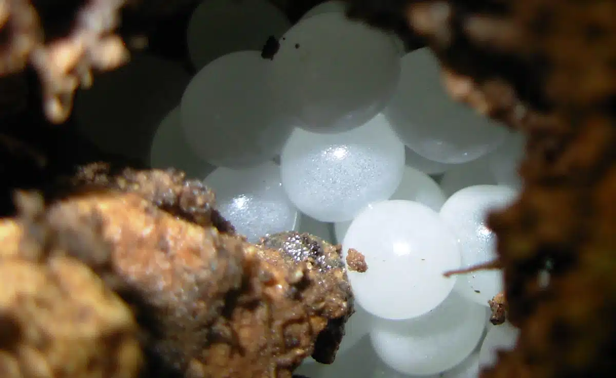 Œufs d'escargot de mer en détail