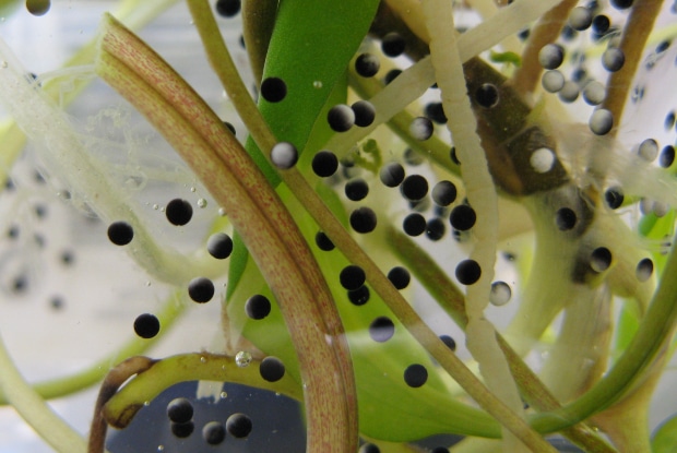 Œufs de rainette dans une flaque