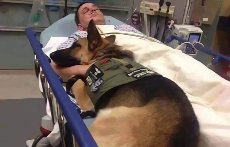 Officier de police retrouvant son berger allemand après son réveil