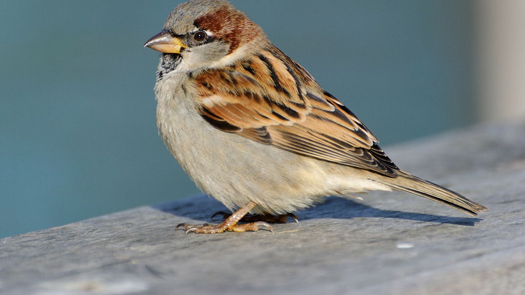 Oiseau entrant par une fenêtre