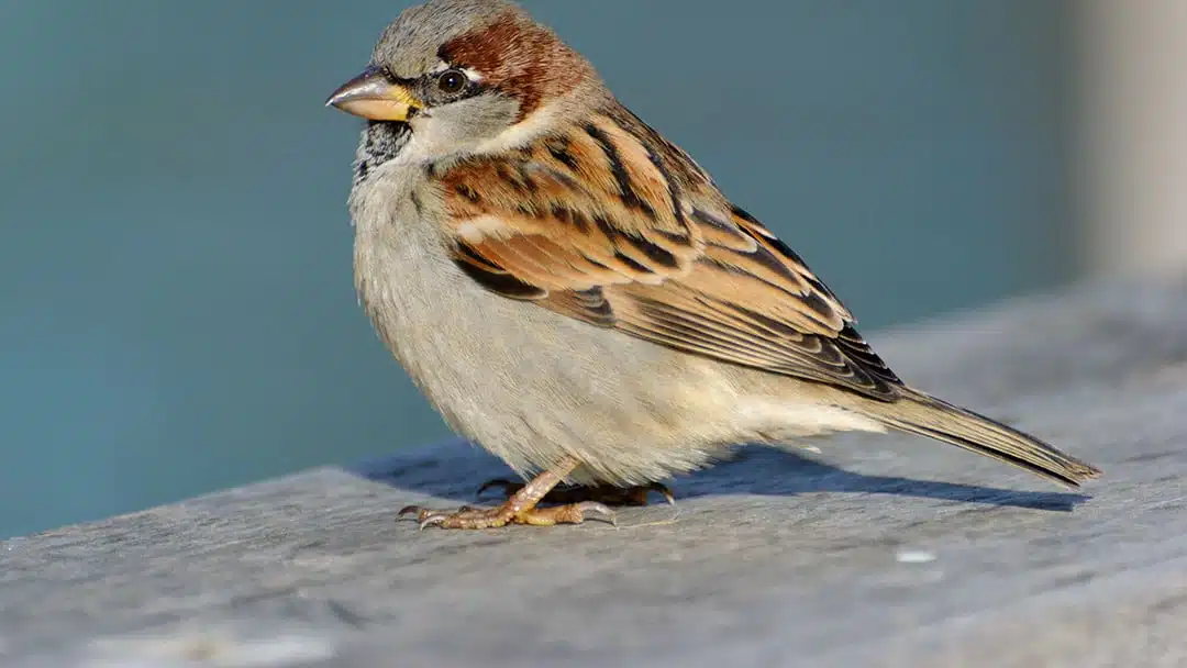 Oiseau entrant par une fenêtre