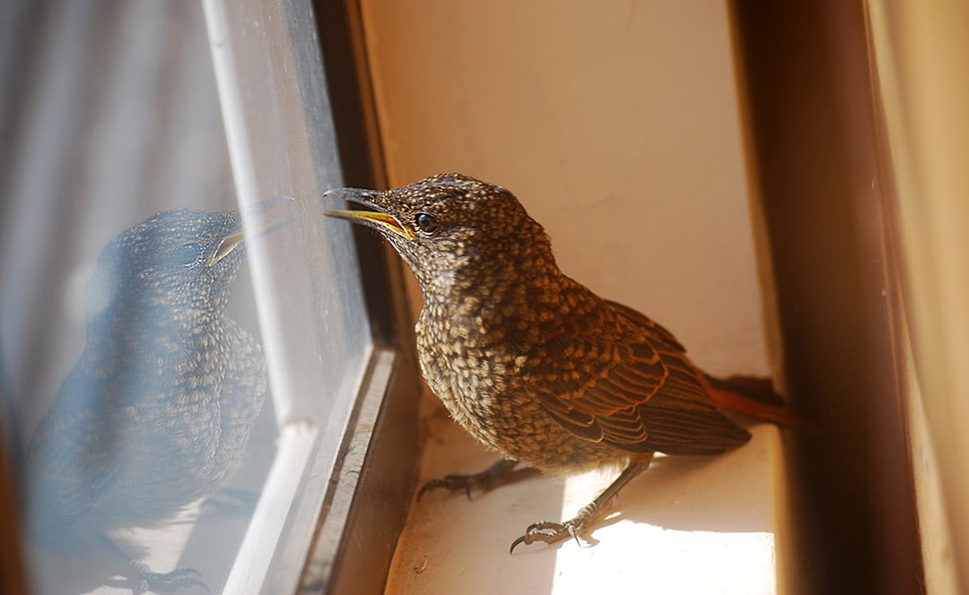 Oiseau posé sur une fenêtre intérieure