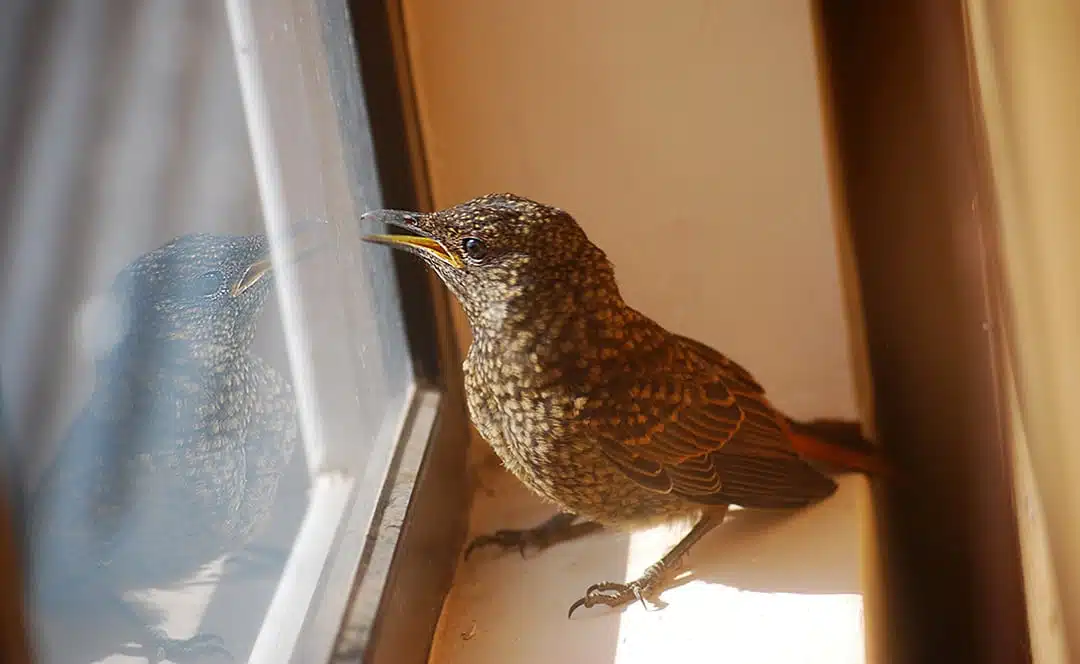 Oiseau posé sur une fenêtre intérieure