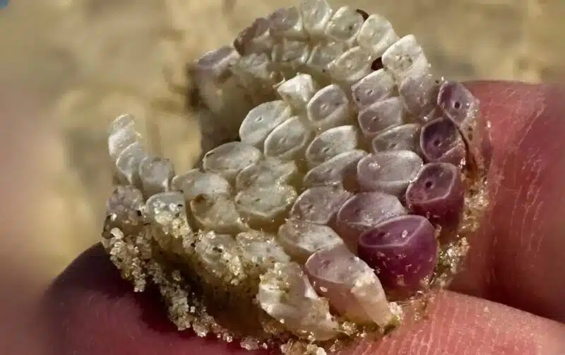 Texture étrange sur serviette de plage