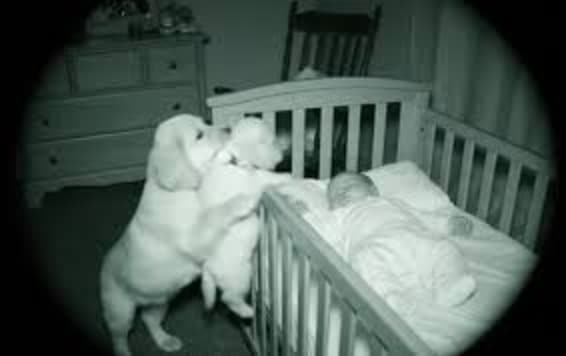 Bébé et chiot dormant paisiblement côte à côte