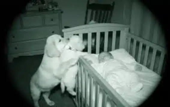 Bébé et chiot dormant paisiblement côte à côte