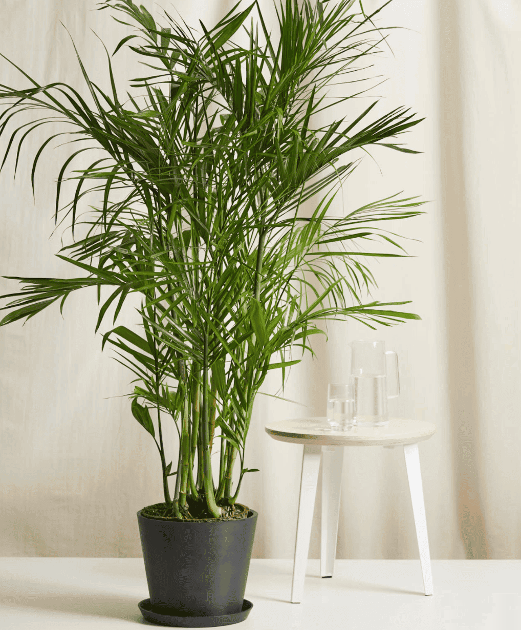 Plantes vertes 