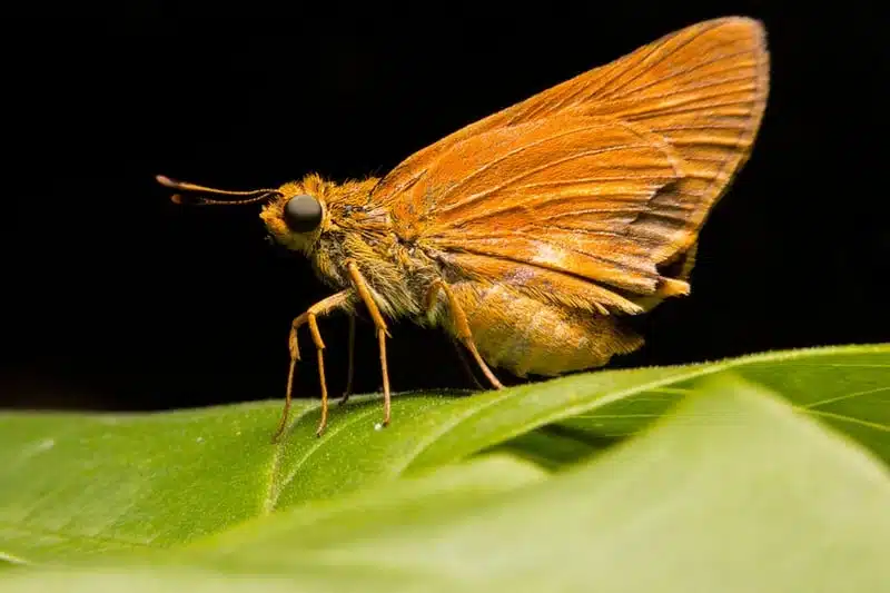Prévention contre les mites