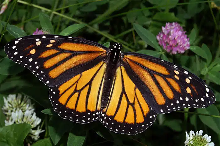 Femelle papillon Morio pondant ses œufs