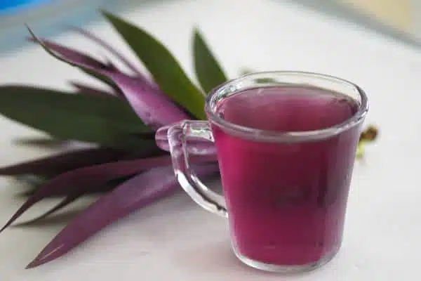 Infusion de Tradescantia