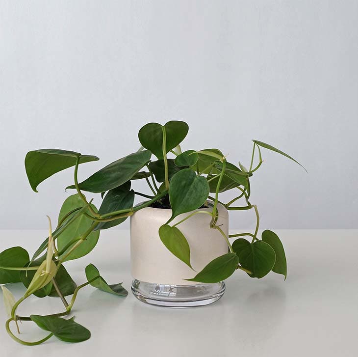 Le philodendron