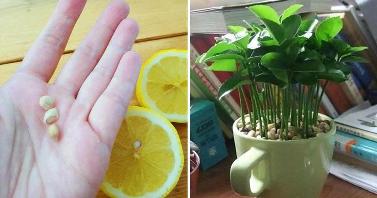 Jeune plant de citronnier dans une tasse sur une table