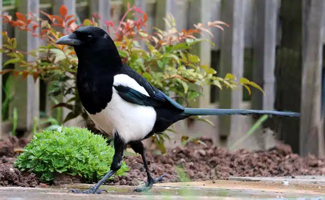 Pie se posant délicatement sur un rebord de fenêtre