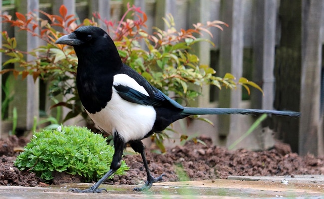 Une pie au plumage noir et blanc se perchant sur une branche