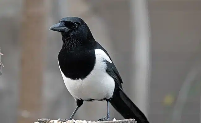 Pie au plumage noir et blanc se tenant sur une branche