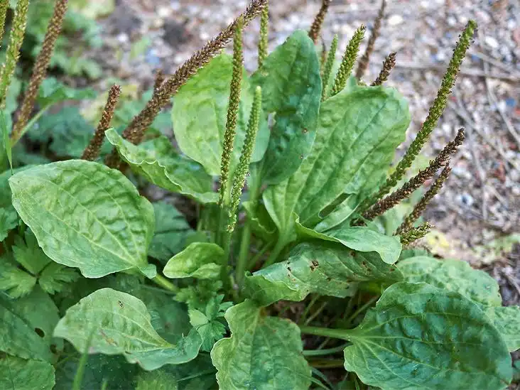 Feuilles de plantain fraîches