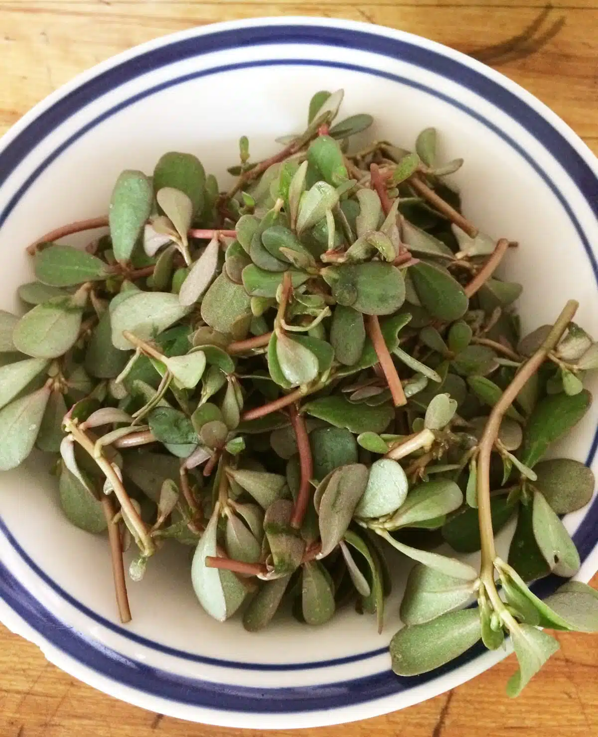 Bouquet de pourpier frais prêt à être cuisiné