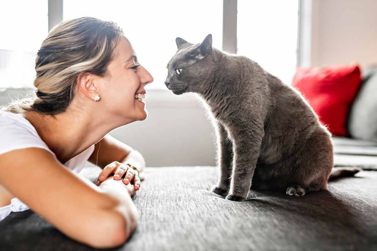 Chat reniflant le visage de son propriétaire