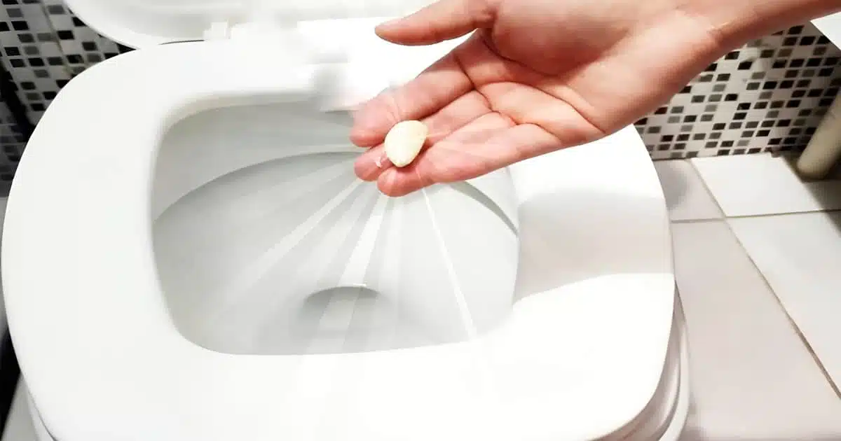 Une gousse d'ail déposée au fond d'une cuvette de toilettes propre