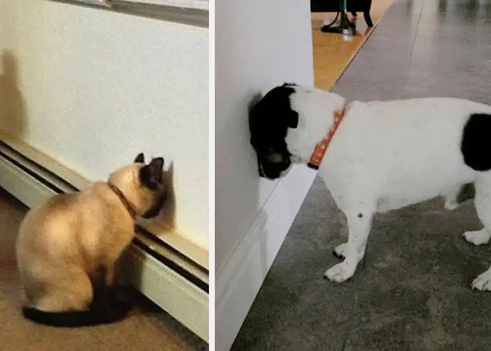Chien ou chat appuyant sa tête contre un mur
