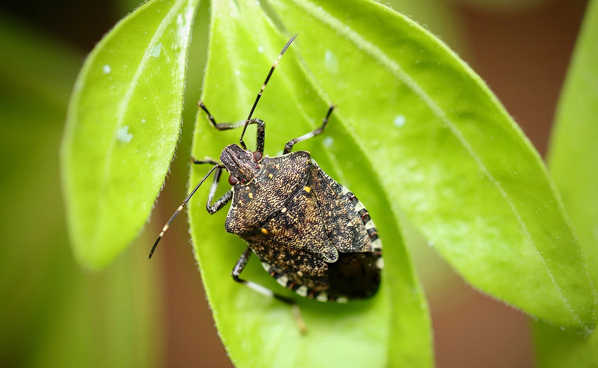 Punaise piqueuse en gros plan